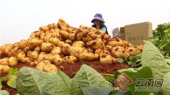 【快一空包网】種出“薯”光！文山市6萬多畝馬鈴薯變成“金蛋蛋”