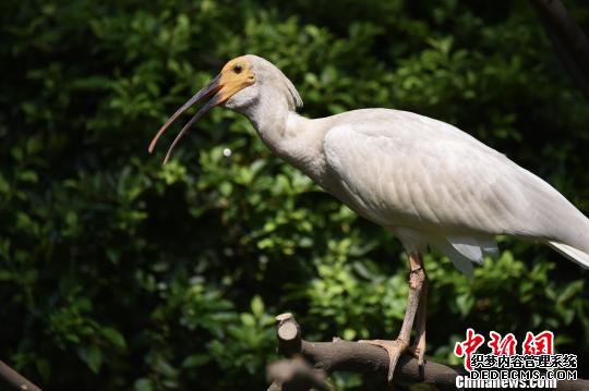 被列入濒危物种、曾被认为全球仅余7只的朱�，在广州繁育成共150多只的庞大种群。7月11日，在广州长隆飞鸟乐园，国宝级珍稀鸟类朱�首次与公众见面。　陈骥� 摄